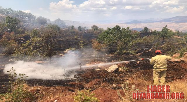 Siirt'teki Orman Yangını Kontrol Altına Alındı