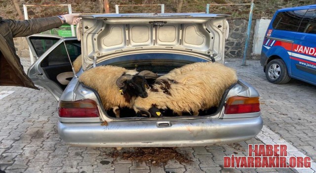 Diyarbakır'da Koyun Hırsızı JASAT Ekiplerinden Kaçamadı