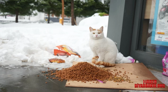 Karlı Havada Can Dostları Unutulmadı