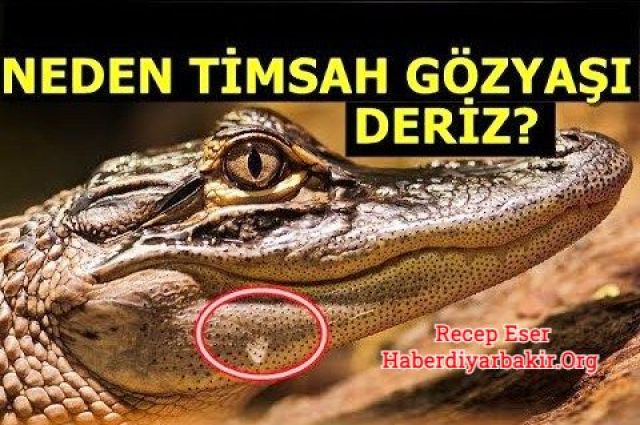 Timsahın Gözyaşları