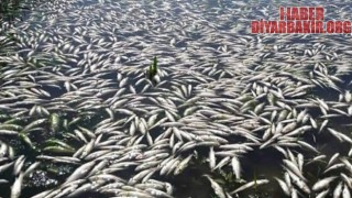 Binlerce Ölü Balık Kıyıya Vurdu