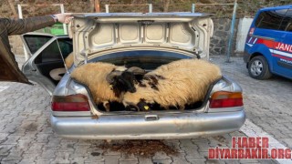 Diyarbakır'da Koyun Hırsızı JASAT Ekiplerinden Kaçamadı