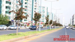 Abdulkadir Aksu Caddesi’ne 349 Ağaç Dikildi