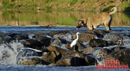 Yolunu Kaybeden Köpek Dicle’yi Yüzerek Geçti