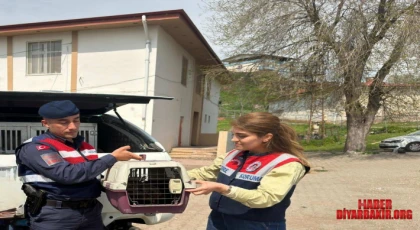 Yaralı Bulunan Şahin Tedavi Altına Alındığı Açıklandı